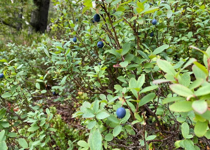 Hygge Pa Fjellet Hébergement de vacances *