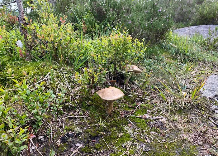 Hébergement de vacances Hygge Pa Fjellet Øyuvstad